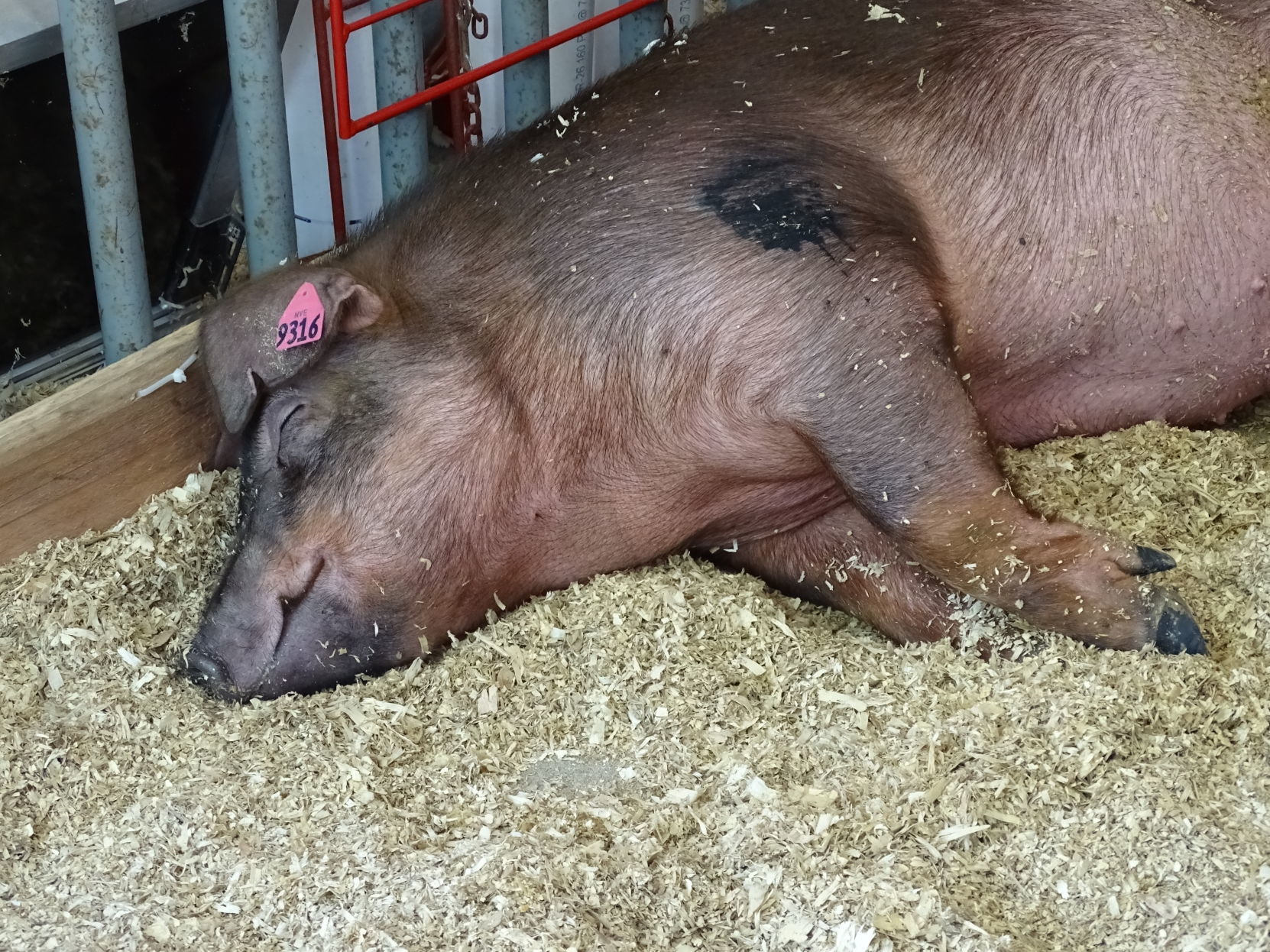 Junior Livestock Auction 2019